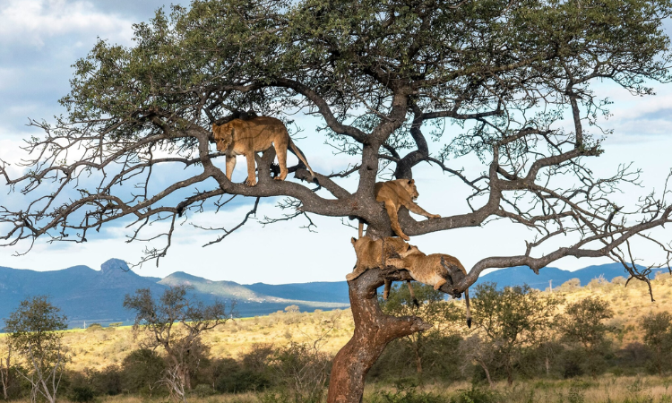 African safari for first timers