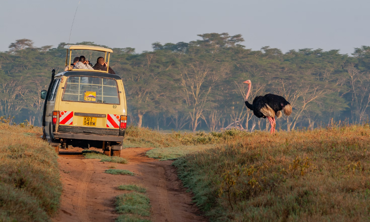African safari for first timers