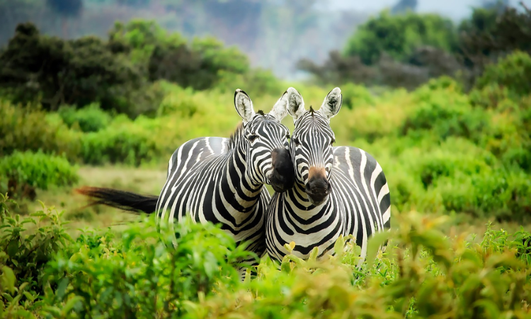 African safari for first timers