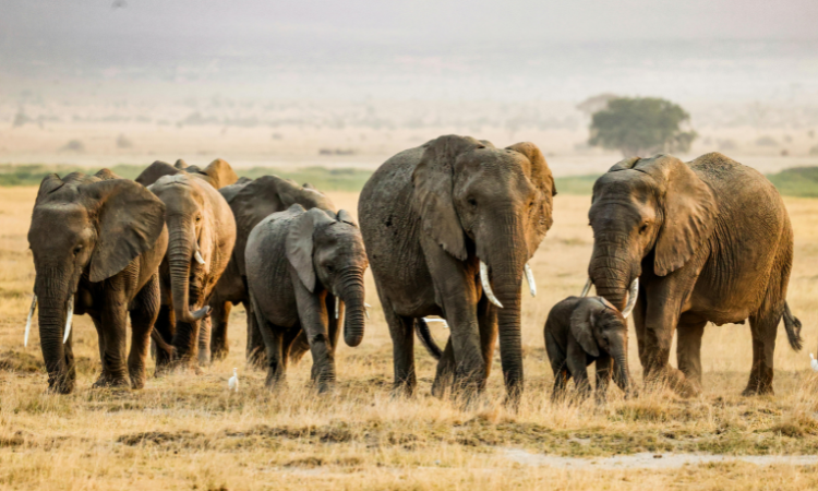 African safari for first timers