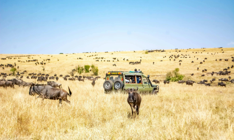 African safari for first timers