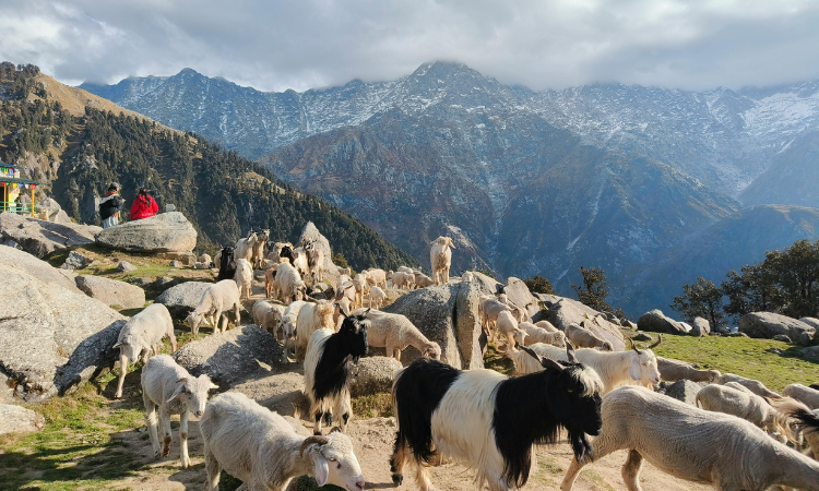 best honeymoon destinations in india