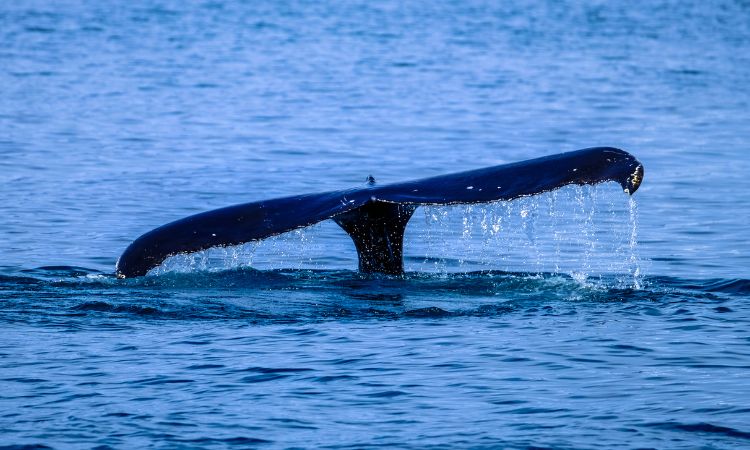 south africa weather