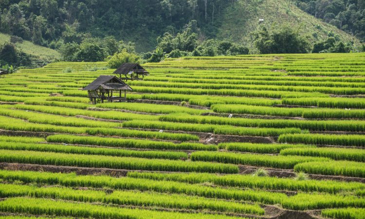 Best Time to Visit Chiang Mai