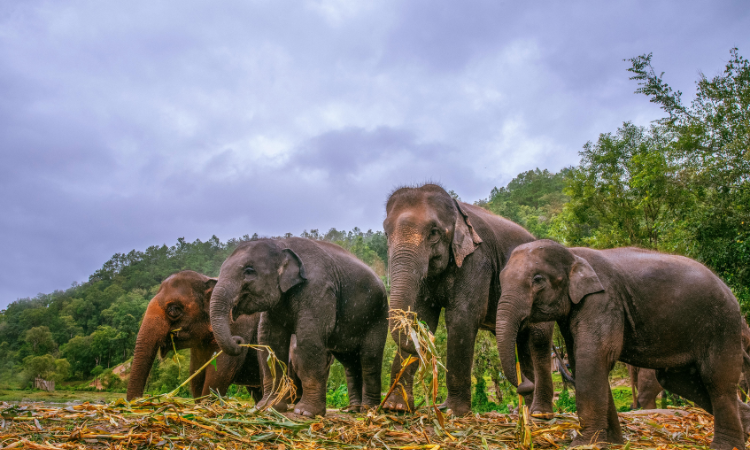 Best Time to Visit Chiang Mai