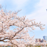 Navigate the Mega-City: Why You Need a Tokyo Tour Guide (And How to Find the Best One)