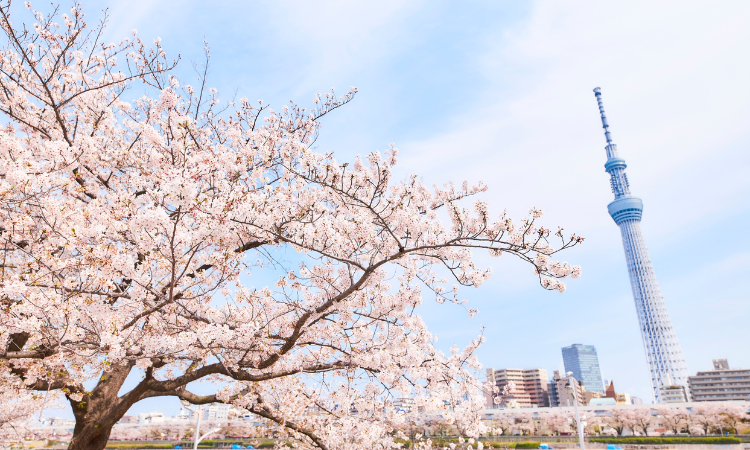 Navigate the Mega-City: Why You Need a Tokyo Tour Guide (And How to Find the Best One)