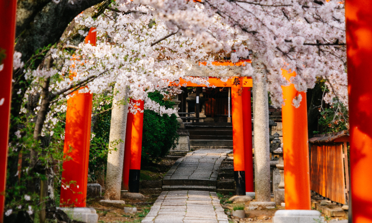 kyoto tours