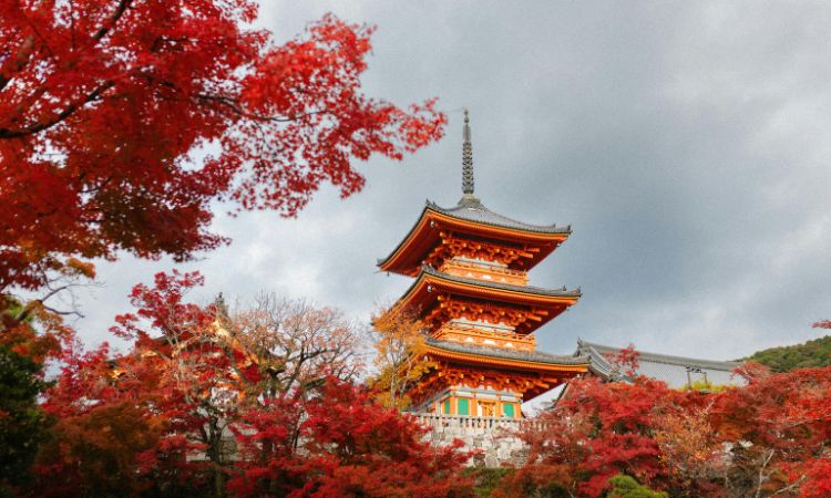 kyoto tours 