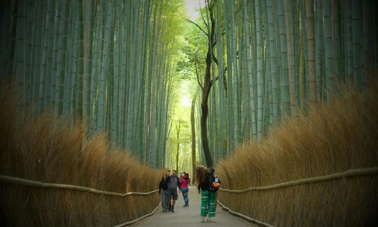 kyoto tours