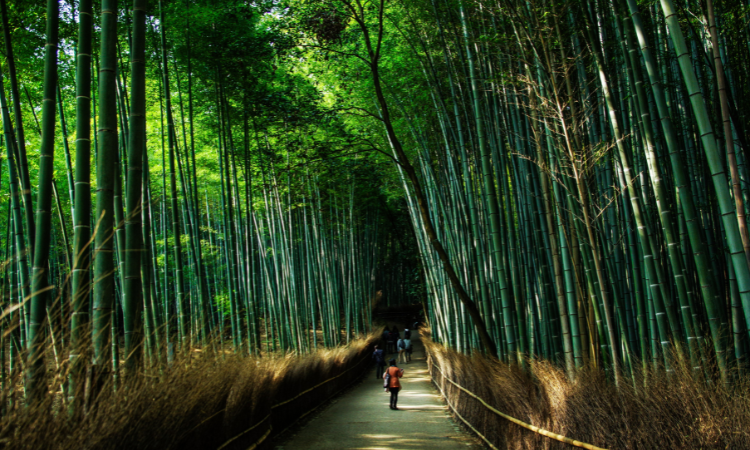 solo tours to Japan 