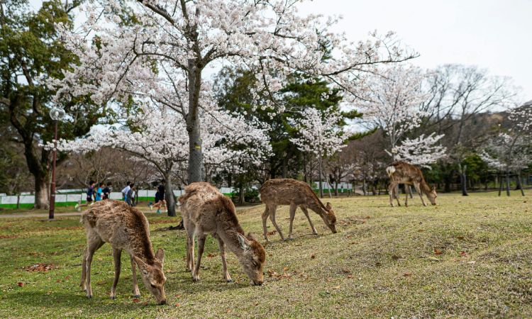 10 day Japan itinerary