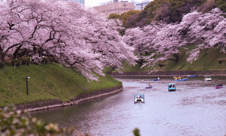 Tokyo tour guide