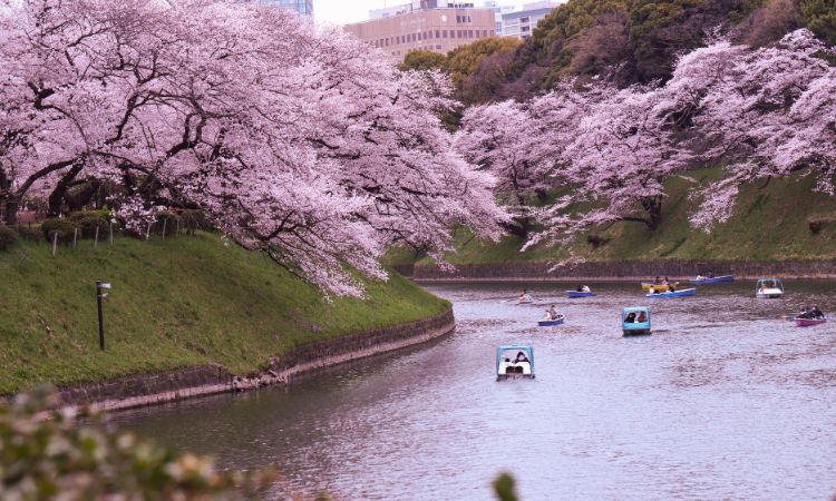 Japan and South Korea tours
